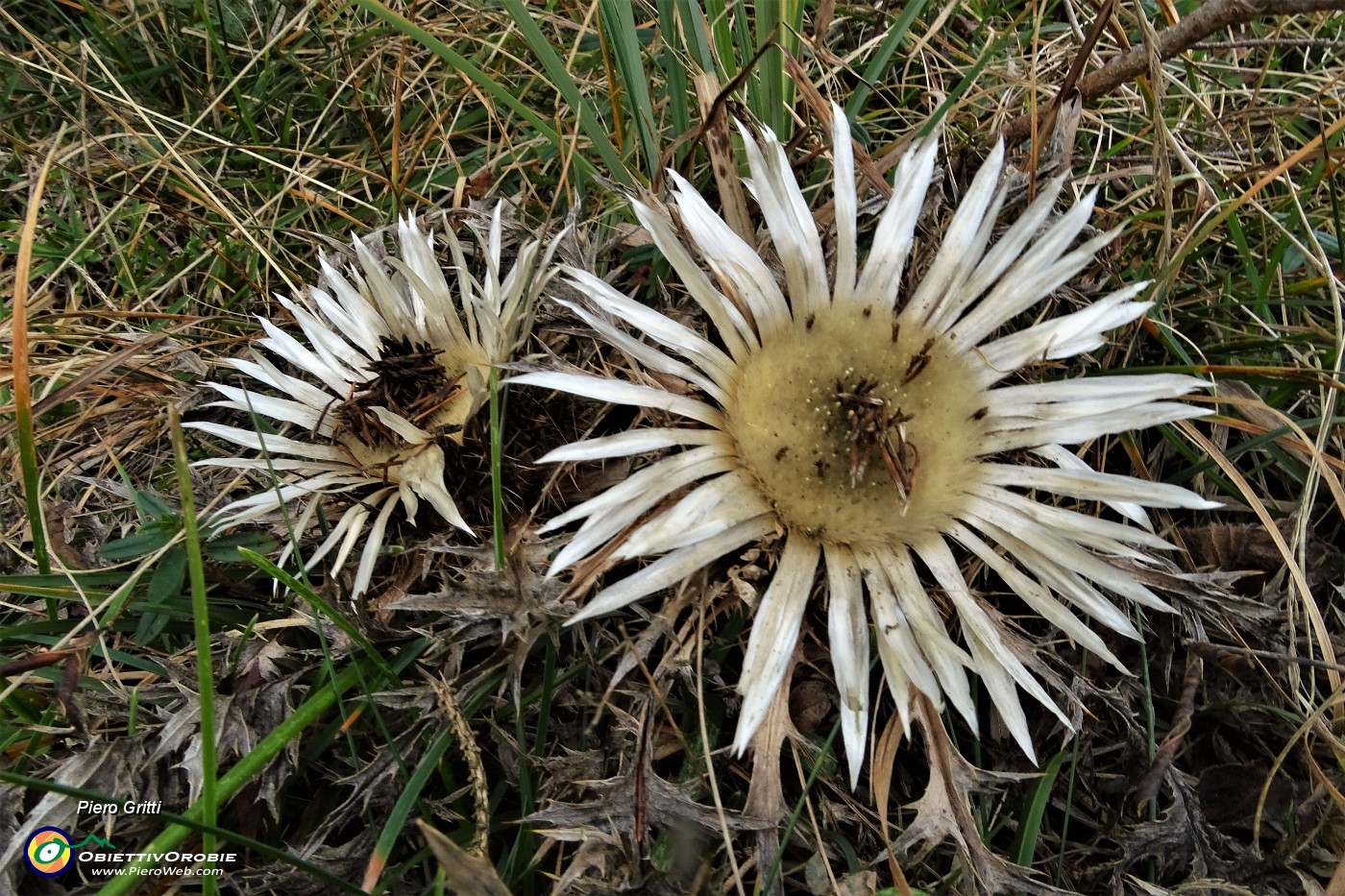 76 Carlina bianca (Carlina acaulis).JPG